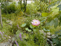 池に咲く蓮の花・8月