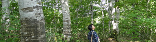 木カヤの平高原のブナ林
