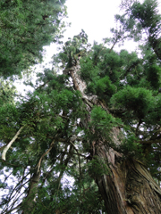 大きな杉の梢