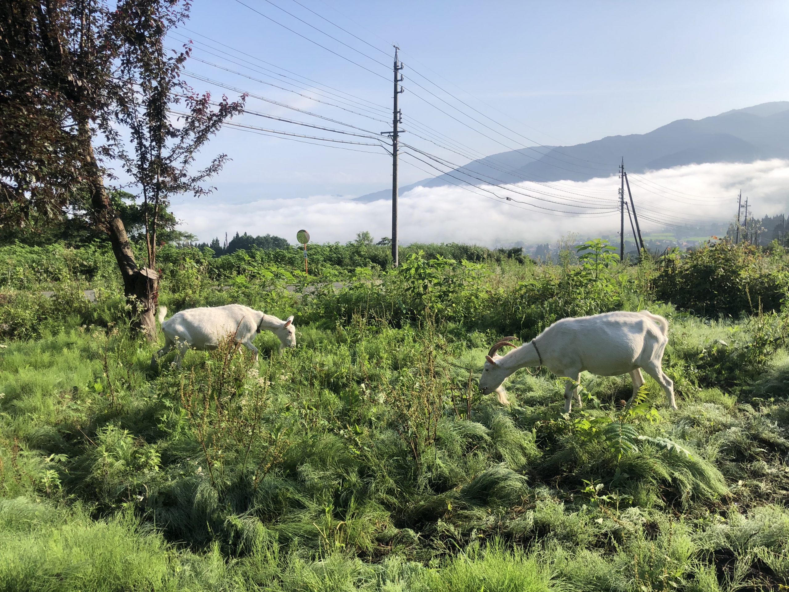 草を食む山羊たち