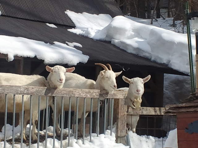 木島平の冬を生きる山羊たち