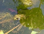池の住人・カエル
