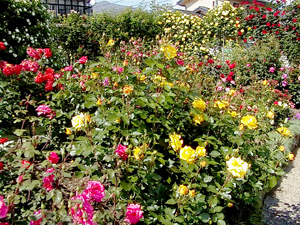 園内のたくさんのバラ