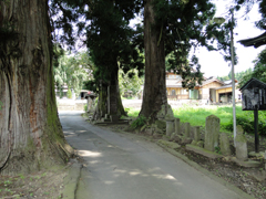 大龍寺の杉並木