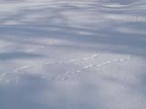 雪に残る動物の足跡